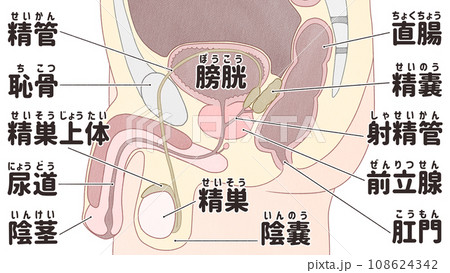 男性生殖器（内性器）の日本語図解イラスト　わかりやすい人体解剖図 108624342