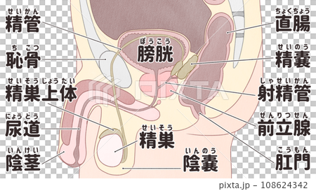 男性生殖器（内性器）の日本語図解イラスト　わかりやすい人体解剖図 108624342