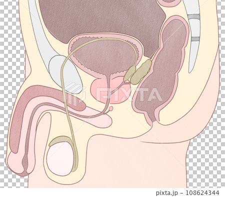 男性生殖器(内性器)の図解イラスト わかりやすい人体解剖図 男性生殖器(内性器)の図解イラスト わかりやすい人体解剖図 108624344