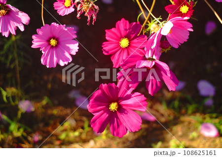 バッときたコスモス 108625161