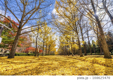 秋の山形県総合運動公園のいちょう並木　イチョウの葉の絨毯　山形県天童市　 108625470
