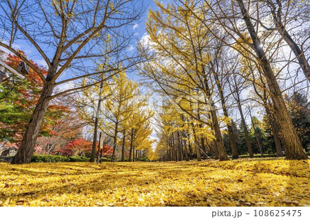 秋の山形県総合運動公園のいちょう並木　イチョウの葉の絨毯　山形県天童市　 108625475
