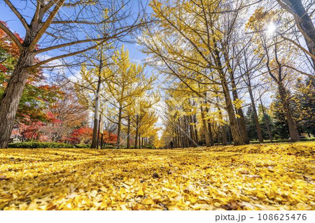 秋の山形県総合運動公園のいちょう並木 イチョウの葉の絨毯 山形県天童市 秋の山形県総合運動公園のいちょう並木 イチョウの葉の絨毯 山形県天童市 108625476