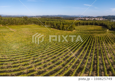 Vineyard at Moncao in Portugal Vineyard at Moncao in Portugal 108625749