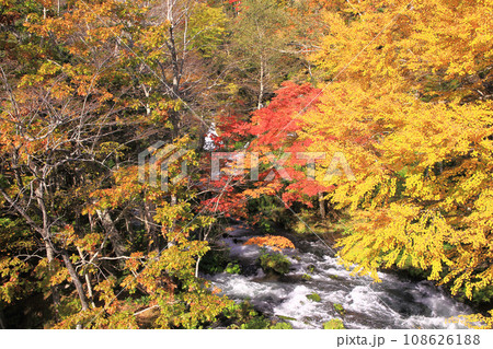 滝見橋から見る紅葉の阿寒川 滝見橋から見る紅葉の阿寒川 108626188