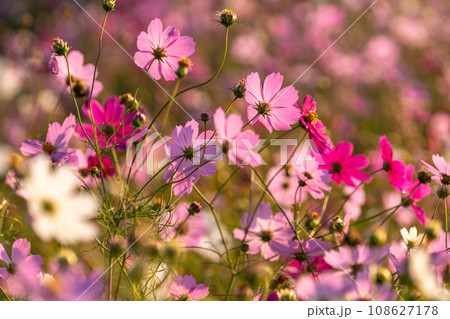 夜明けのコスモス畑・朝日で色づく花びら 108627178