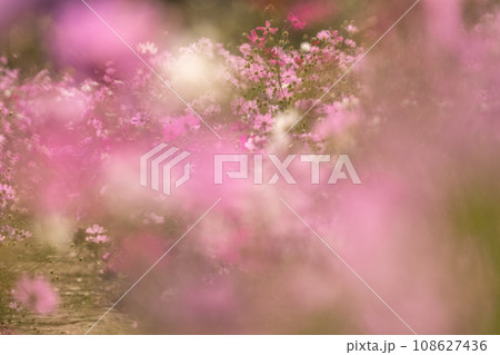 満開のコスモス畑・秋の花畑 108627436