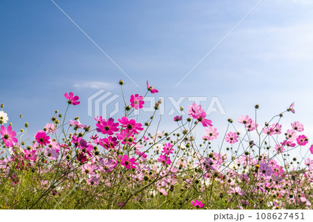 満開のコスモス畑・秋の花畑 満開のコスモス畑・秋の花畑 108627451