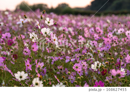 満開のコスモス畑・秋の花畑 満開のコスモス畑・秋の花畑 108627455