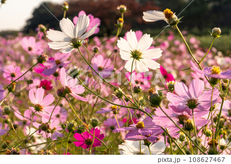 満開のコスモス畑・秋の花畑 満開のコスモス畑・秋の花畑 108627467