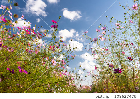 満開のコスモス畑・秋の花畑 満開のコスモス畑・秋の花畑 108627479
