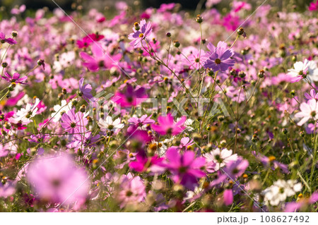 満開のコスモス畑・秋の花畑 108627492