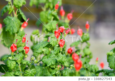 ヒメフヨウ 108627543