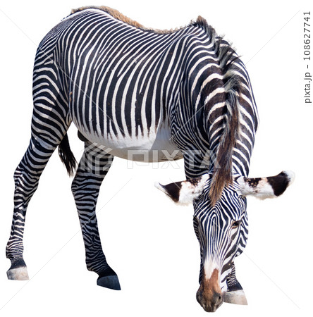 On clear sunny day, two animals, group of zebras grevy walk eat on shroud 108627741