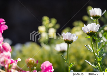 花壇で咲いてる寒白菊（カンシロギク）の花。 108627964