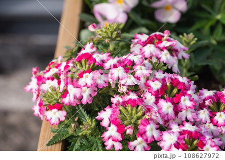白とピンク色のバーベナ。花壇に咲いてる花。 白とピンク色のバーベナ。花壇に咲いてる花。 108627972