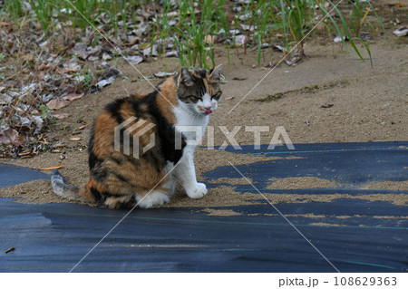 猫 猫 108629363