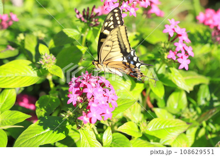 ペンタスの蜜を求めて飛び回るキアゲハ 108629551