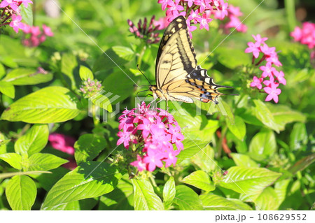 ペンタスの蜜を求めて飛び回るキアゲハ 108629552