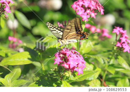 ペンタスの蜜を求めて飛び回るキアゲハ 108629553
