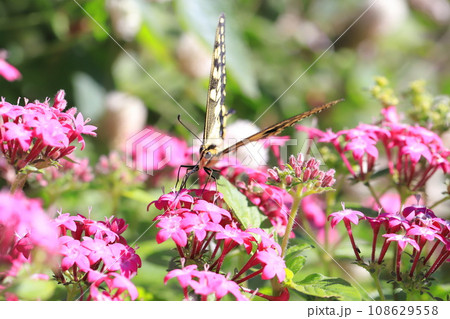 ペンタスの蜜を求めて飛び回るキアゲハ 108629558