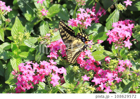 ペンタスの蜜を求めて飛び回るキアゲハ 108629572
