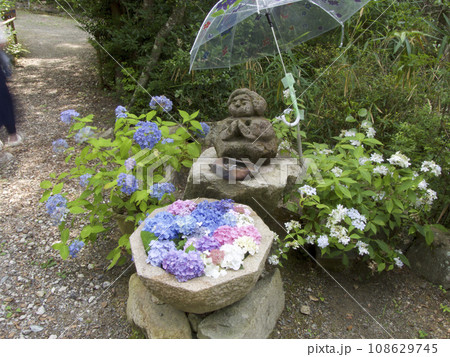 相野あじさい園のアジサイの寄せ花石鉢とお地蔵さん/兵庫県三田市上相野 相野あじさい園のアジサイの寄せ花石鉢とお地蔵さん/兵庫県三田市上相野 108629745