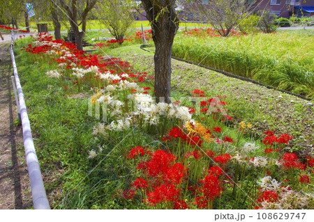 間子（まこう）の「曼珠沙華の里」（4色の彼岸花が咲き乱れる絶景）/兵庫県多可郡多可町中区間子 108629747