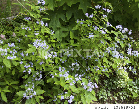 シチダンカ(七段花)/幻のアジサイ シチダンカ(七段花)/幻のアジサイ 108629751