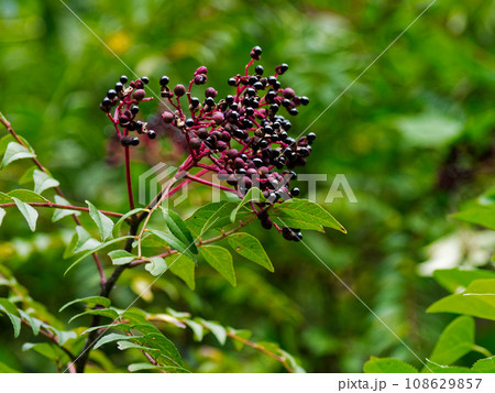 ミカン科カラスザンショウの黒い実 108629857