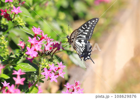 ペンタスの蜜を求めて飛び回るナミアゲハ ペンタスの蜜を求めて飛び回るナミアゲハ 108629876