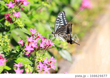 ペンタスの蜜を求めて飛び回るナミアゲハ 108629877