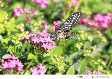 ペンタスの蜜を求めて飛び回るナミアゲハ ペンタスの蜜を求めて飛び回るナミアゲハ 108629878