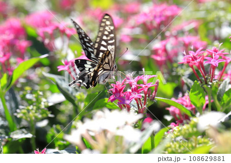 ペンタスの蜜を求めて飛び回るナミアゲハ 108629881