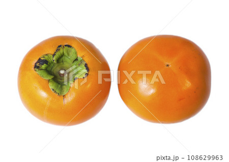 透明背景の柿の写真 鳥取県 輝太郎柿 透明背景の柿の写真 鳥取県 輝太郎柿 108629963