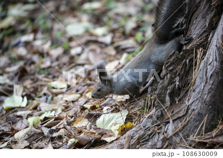 秋の紅葉する森のエゾリス 108630009