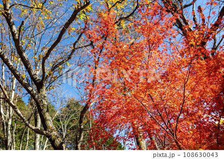 青空に映える紅葉 青空に映える紅葉 108630043