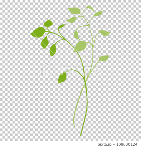 春の七草　ハコベラのイラスト　 108630124