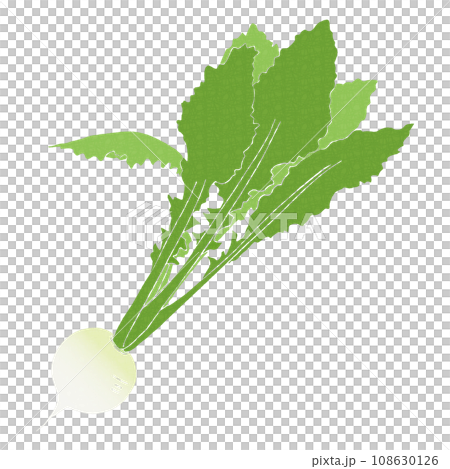蘿蔔、春草、鈴菜的插圖 蘿蔔、春草、鈴菜的插圖 108630126