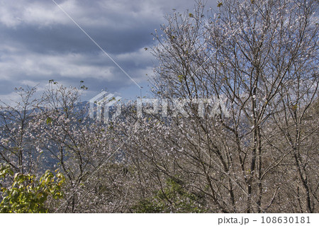 宝登山　山頂の冬桜と奥秩父山塊の雄大な眺め　埼玉県長瀞町 108630181