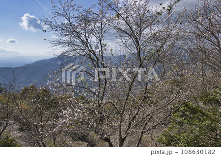宝登山 山頂の冬桜と奥秩父山塊の雄大な眺め 埼玉県長瀞町 宝登山 山頂の冬桜と奥秩父山塊の雄大な眺め 埼玉県長瀞町 108630182