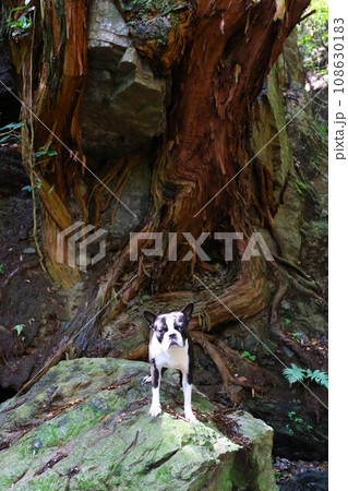 毛呂山町の渓谷の岩に根を張る巨木の前の岩場で見つめるボストンテリアのマイティ君♡ 毛呂山町の渓谷の岩に根を張る巨木の前の岩場で見つめるボストンテリアのマイティ君♡ 108630183