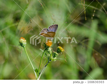 キク科センダングサ訪花昆虫 シジミチョウ科ウラナミシジミ キク科センダングサ訪花昆虫 シジミチョウ科ウラナミシジミ 108630303