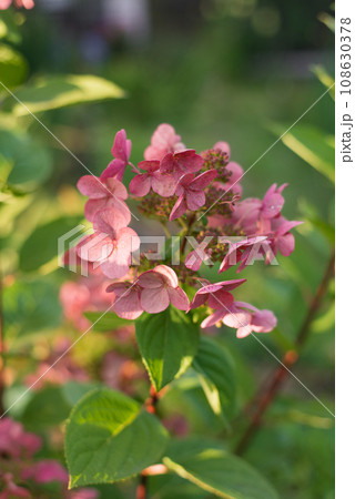 Paniculate hydrangea variety Wim's Red with beautiful bright pink inflorescences in autumn in the garden 108630378
