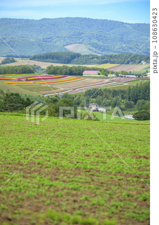 北海道 美瑛の「四季彩の丘」を遠くに見る 北海道 美瑛の「四季彩の丘」を遠くに見る 108630423