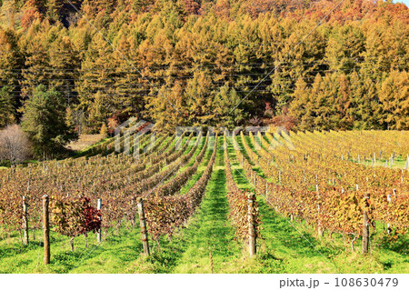 斜陽に照らされる秋の紅葉したブドウ畑と紅葉した森 108630479