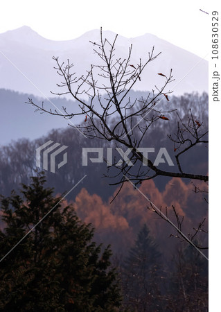 231104乗鞍岳山麓g026 108630529