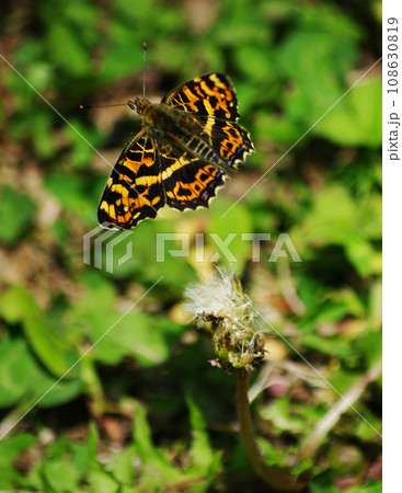飛翔しているサカハチチョウ 飛翔しているサカハチチョウ 108630819