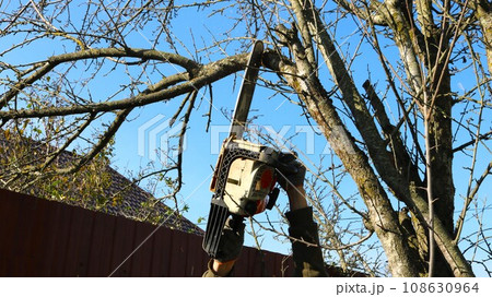 cutting the upper branches of a tree with a chainsaw in the local area, a man holds a gasoline saw above his head and saws the branches of a tree, seasonal care of fruit trees in the garden 108630964