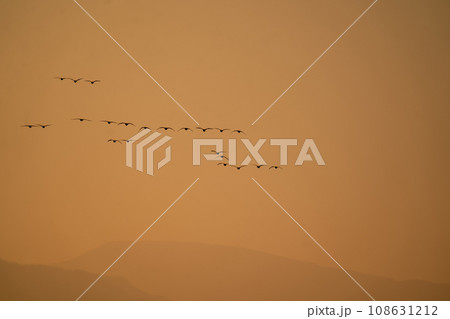夜明けとともに餌場を目指して塒立ちする渡り鳥の群れ 夜明けとともに餌場を目指して塒立ちする渡り鳥の群れ 108631212